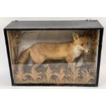 Taxidermy - a 19th/20th century cased taxidermy of