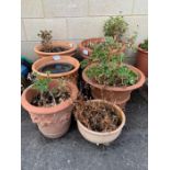 6 various terracotta pots in varying sizes & desig