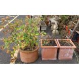 Round terracotta pot containing a hydrangea & 2 sq