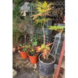 Circular pot containing a mahonia & 2 other pots c