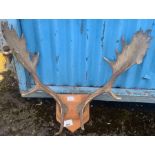 Pair of mounted antlers