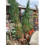 2 small square terracotta pots containing fir tree