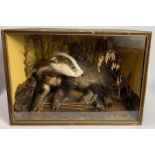 A taxidermy of a badger, set in a naturalistic settin