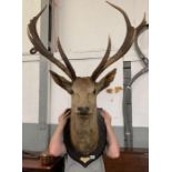 A taxidermy of a stag, with ten points, on an oak