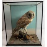 A taxidermy of a barn owl standing on a log, in a glass