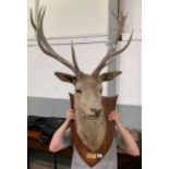 A taxidermy of a stag, with twelve point antlers,