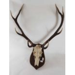 A set of deer antlers, set with eight points, on a