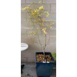 Blue glazed pot containing a Japanese Maple, condi