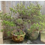 Glazed circular pot containing a Jack Pine, condit