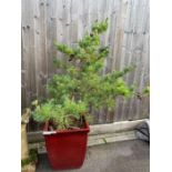 Red glazed square pot containing a Cedar, conditio