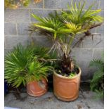 2 circular terracotta pots containing fan palms, c