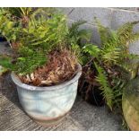 3 circular planters containing wood ferns, conditi