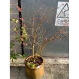 Circular terracotta pot containing a Maple, condit