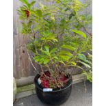 Black glazed circular pot containing a Rhododendro