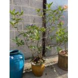 Glazed circular pot containing a Rhododendron, con