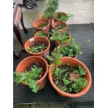 Collection of terracotta pots,condition requests a