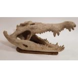 A 20th century plaster model of a crocodile head