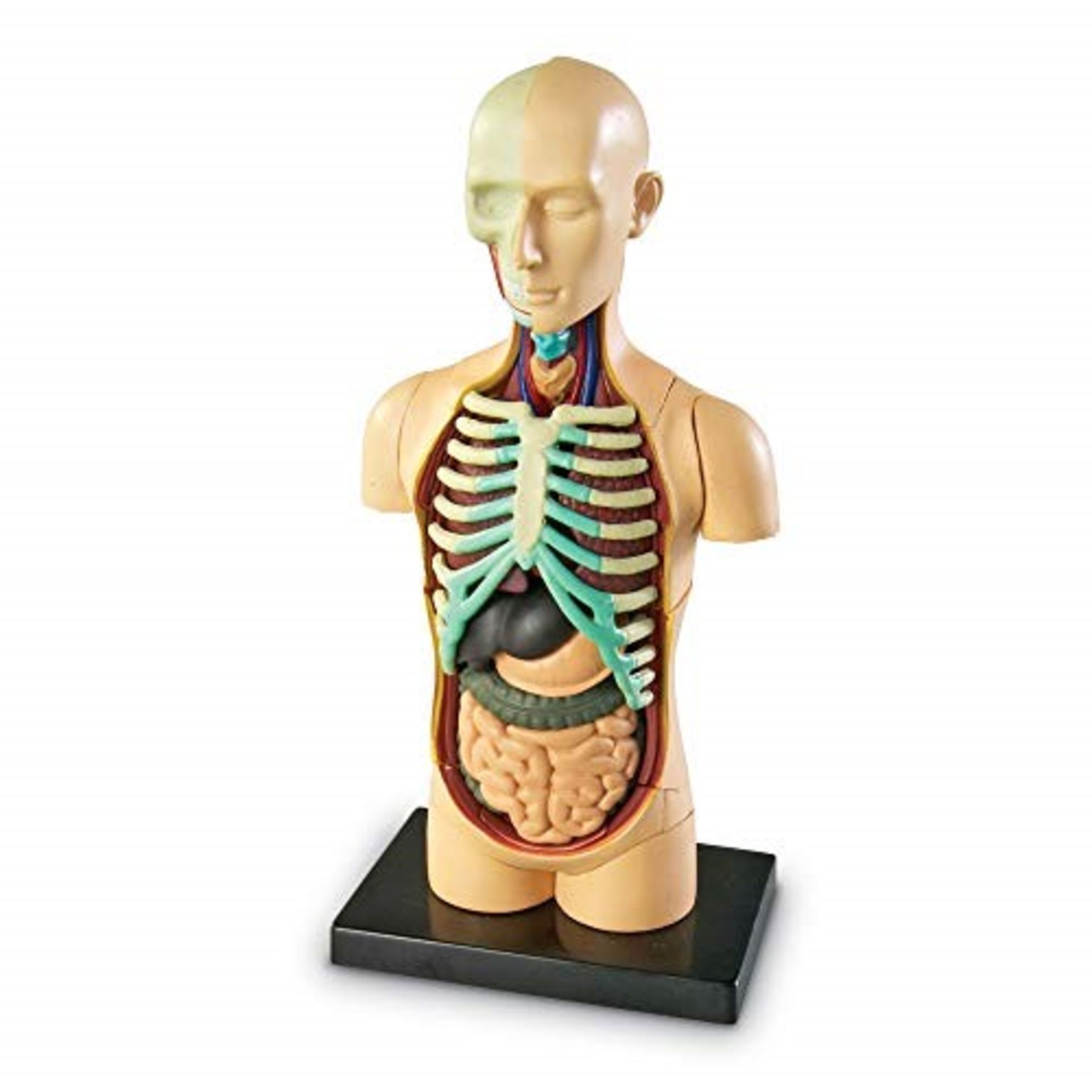 Modelo anatómico de Learning Resouces - cuerpo h