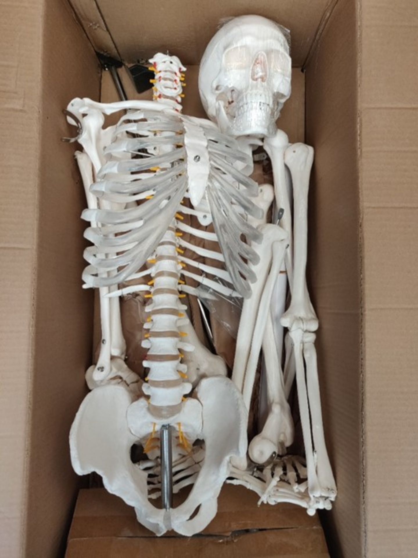 RRP £82.00 Buddy The Budget Skeleton - Human Skeleton Anatomical Model - Life Size 175 cm includi - Image 2 of 2