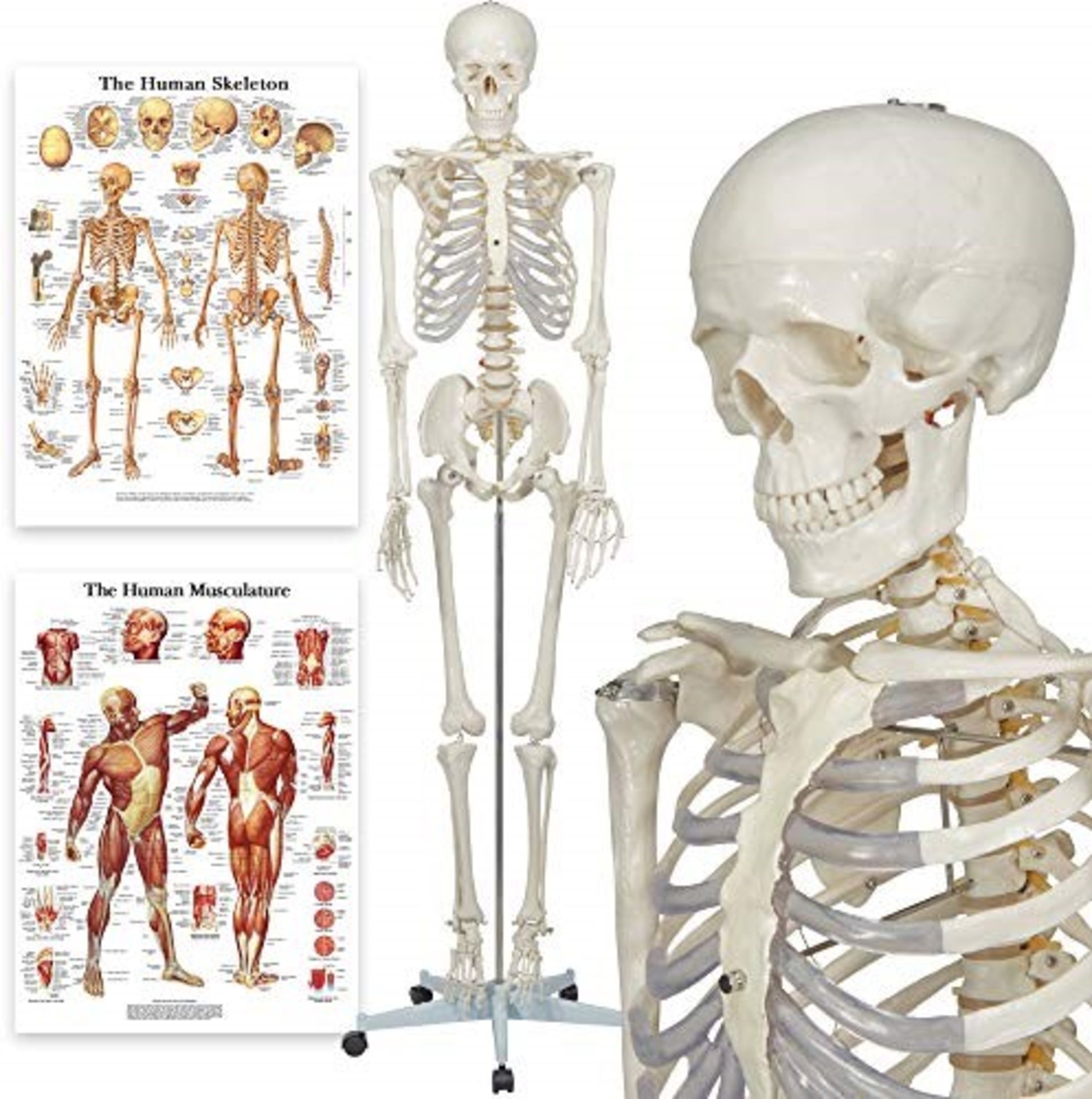 RRP £82.00 Buddy The Budget Skeleton - Human Skeleton Anatomical Model - Life Size 175 cm includi