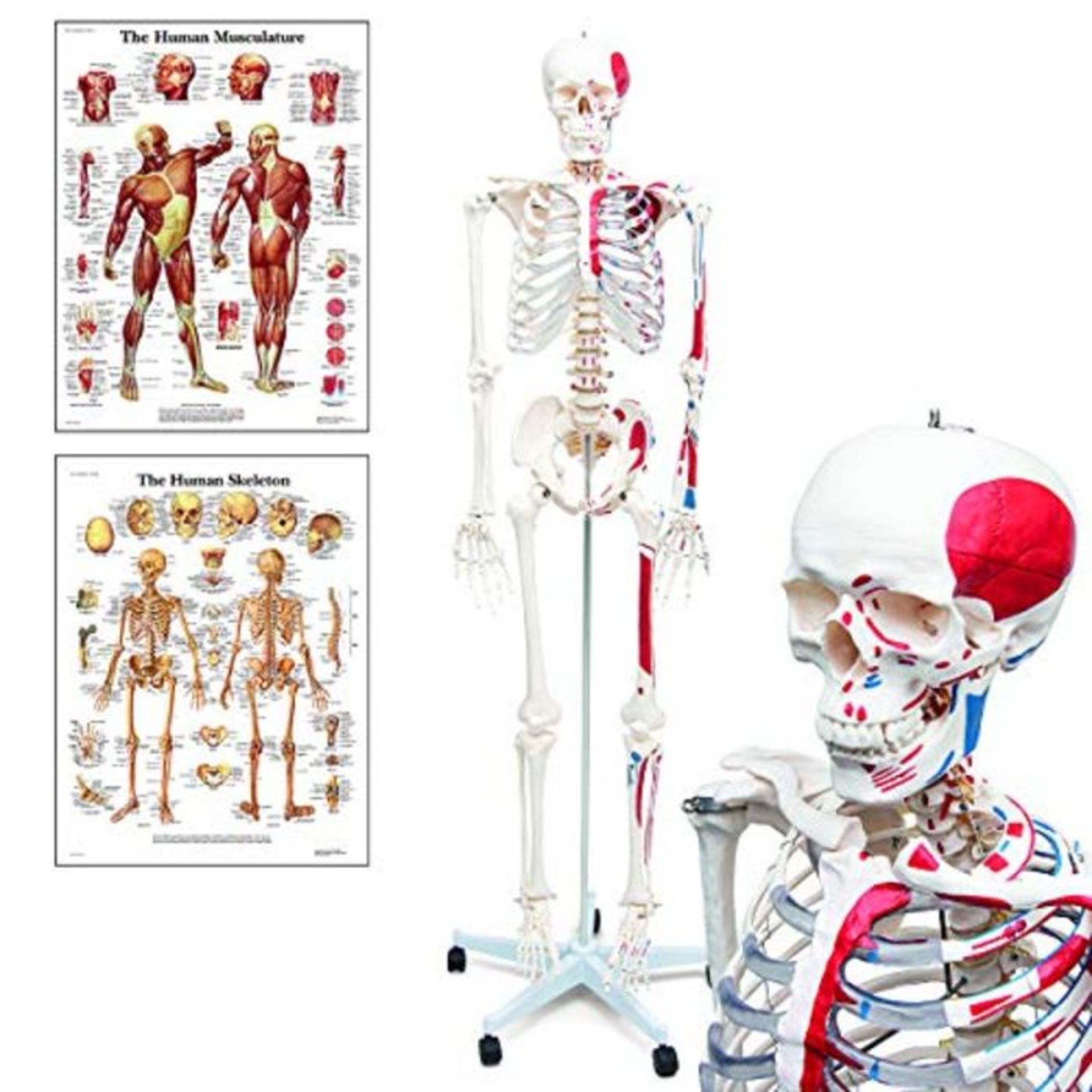 RRP £179.00 Elementary Anatomy Mike, the Budget Muscle Skeleton - a Life-Size Human Skeleton with