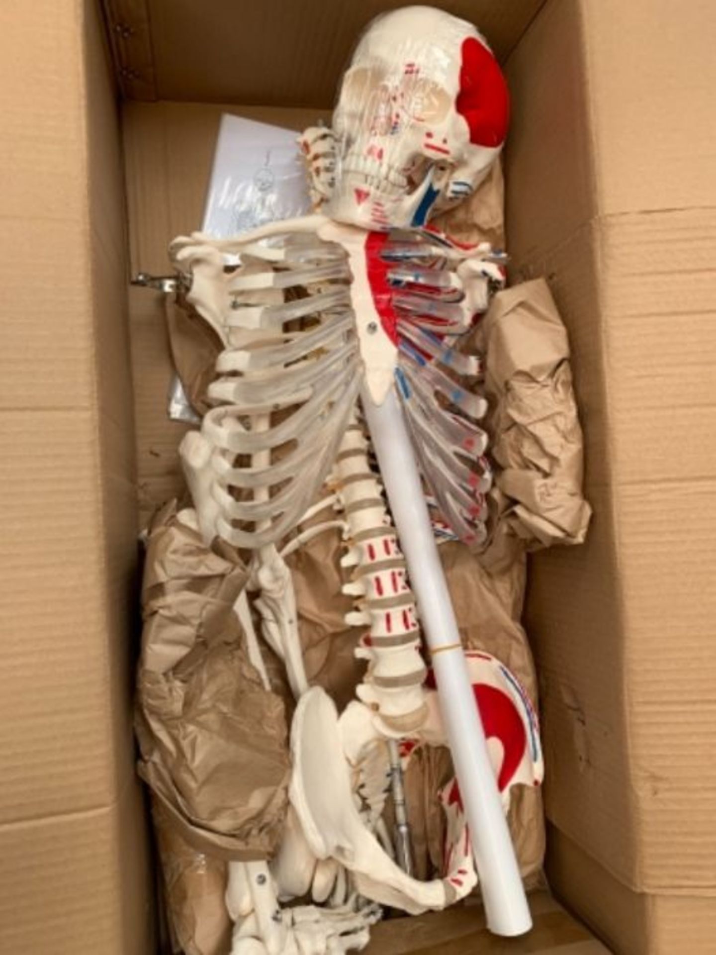 RRP £179.00 Elementary Anatomy Mike, the Budget Muscle Skeleton - a Life-Size Human Skeleton with - Image 2 of 2