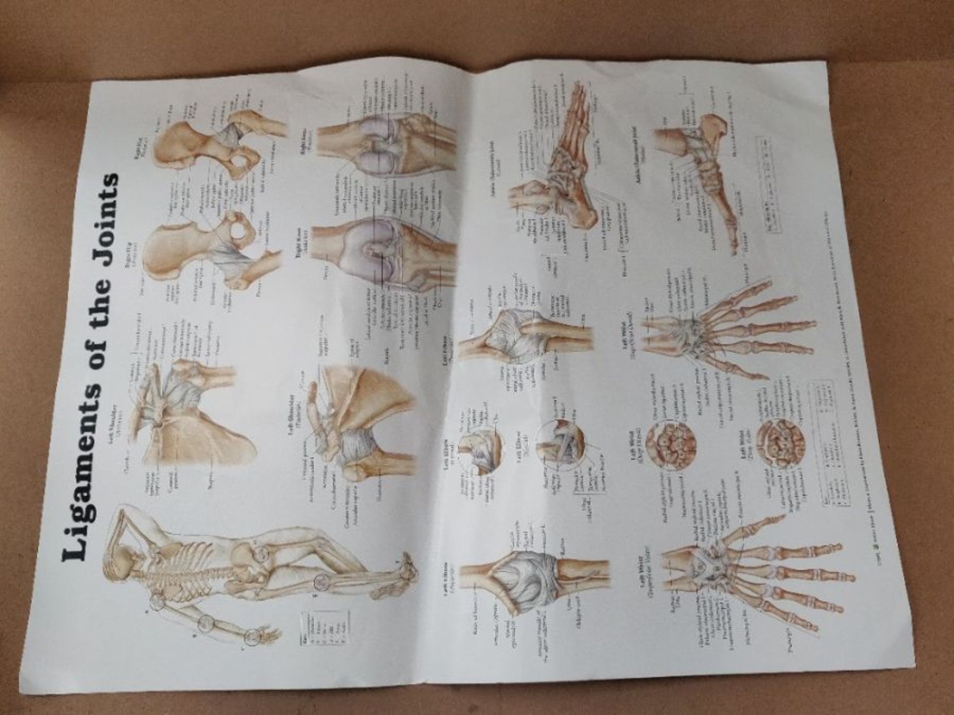 Anatomical Chart Ligaments of the Joints - Image 2 of 2