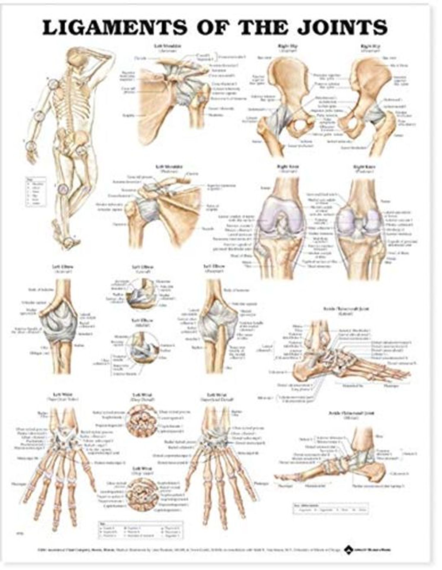Anatomical Chart Ligaments of the Joints