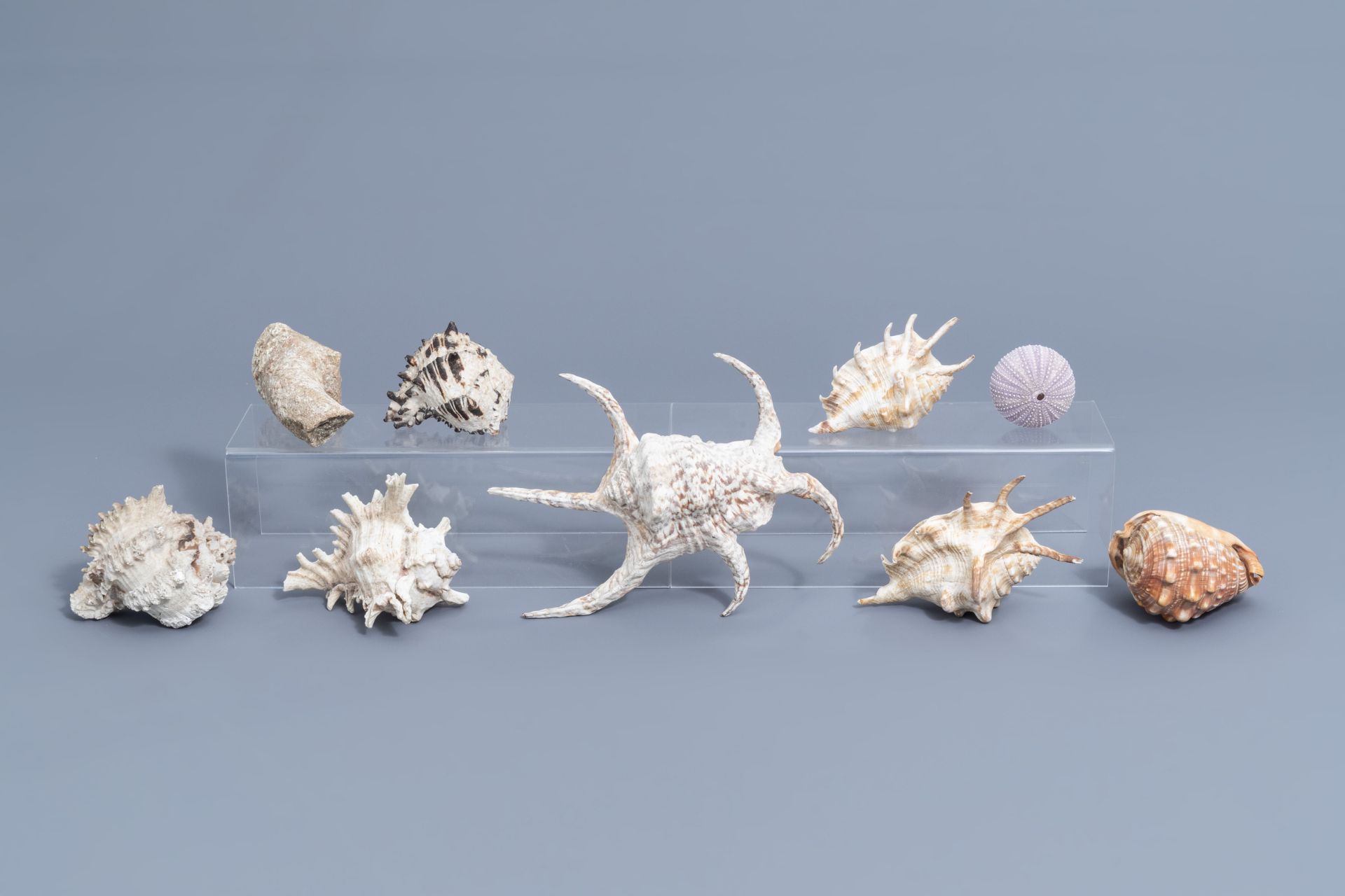 A beautiful collection of shells and sea finds, various origins - Image 32 of 41