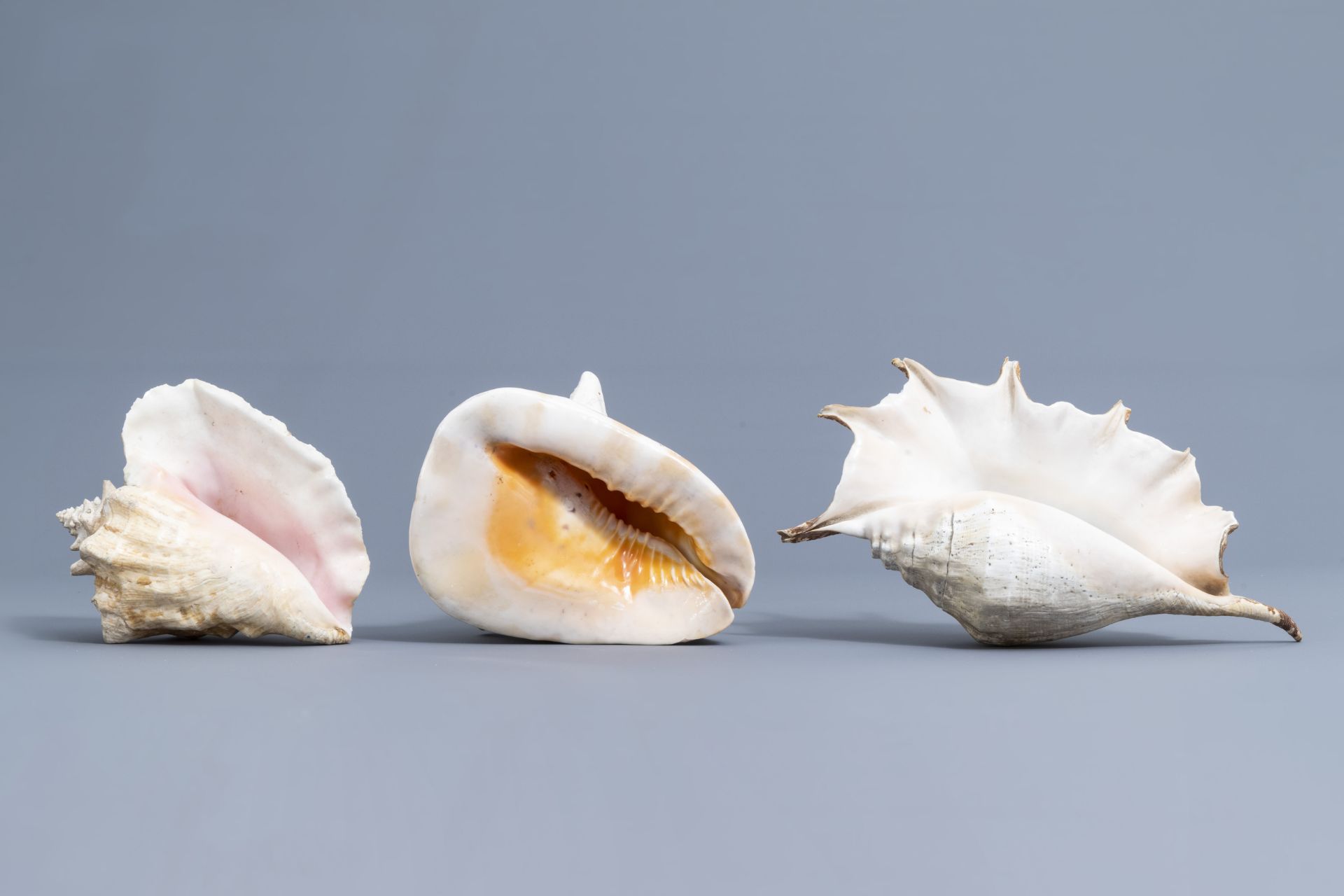 A beautiful collection of shells and sea finds, various origins - Image 20 of 41