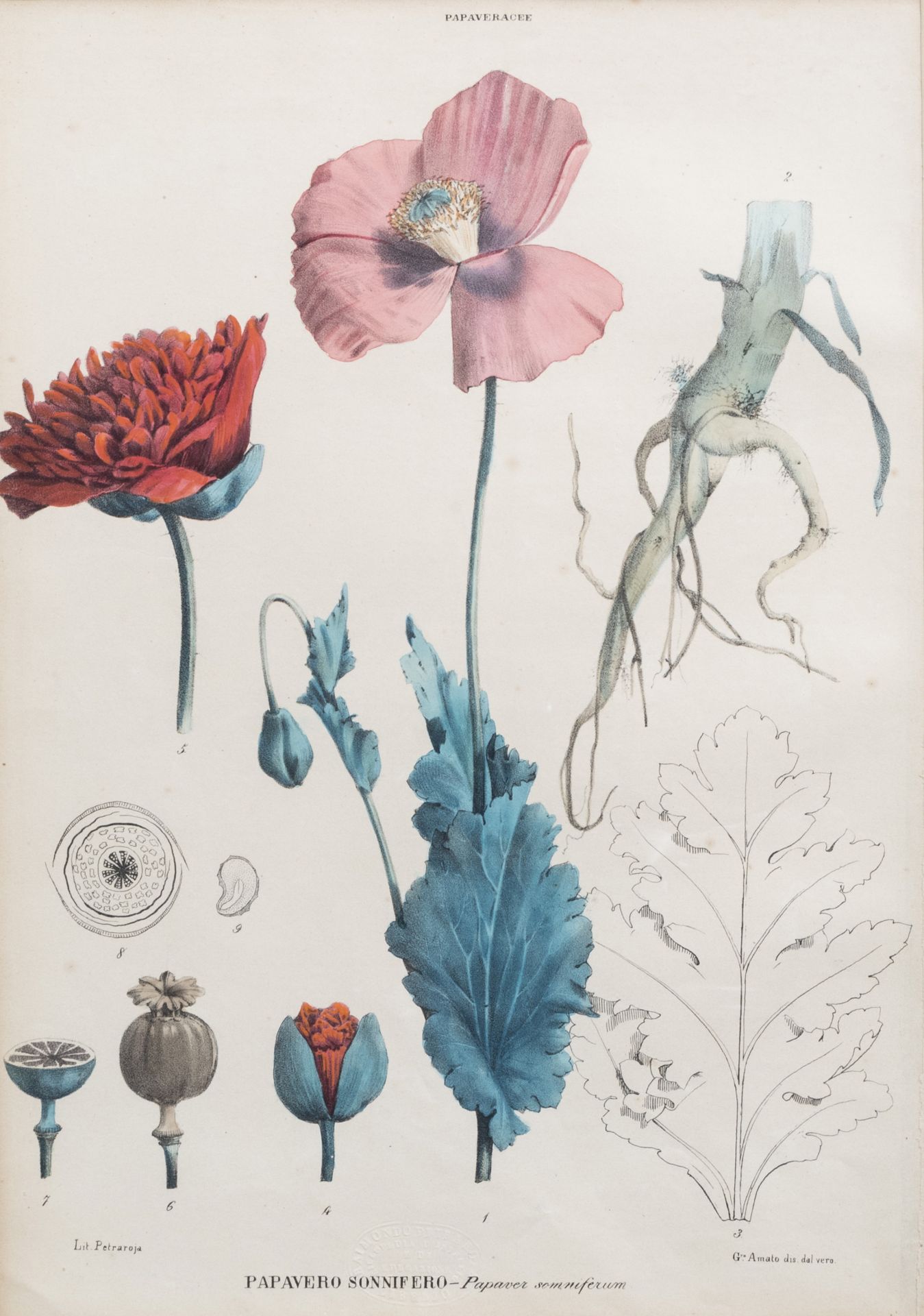 Raimondo Petraroja (19th C.): An interesting series of ten botanical hand-coloured lithographs - Image 7 of 34