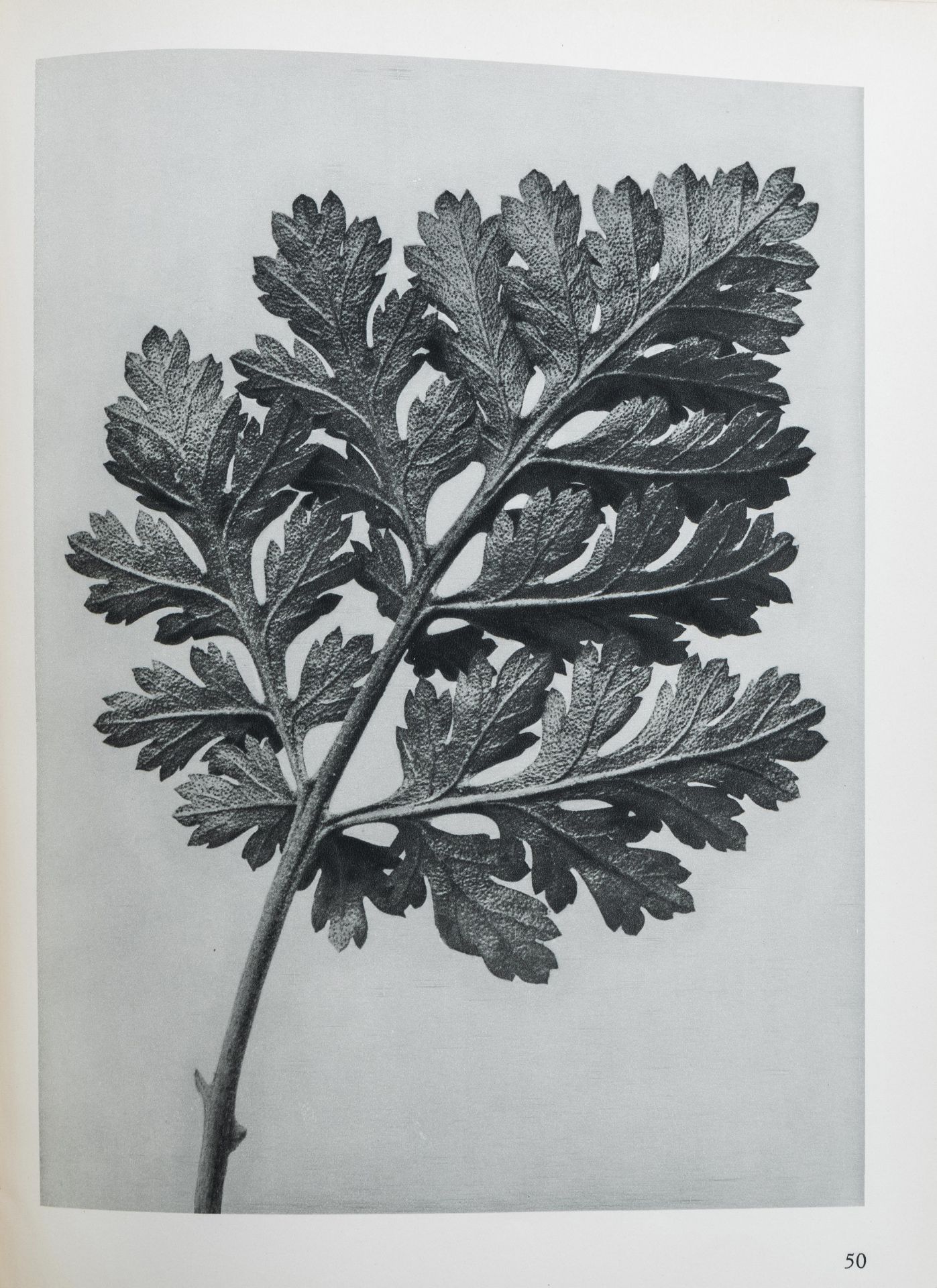 Karl Blossfeldt: 'Urformen der Kunst. Photographische Pflanzenbilder', Berlin, [1928] - Image 7 of 12