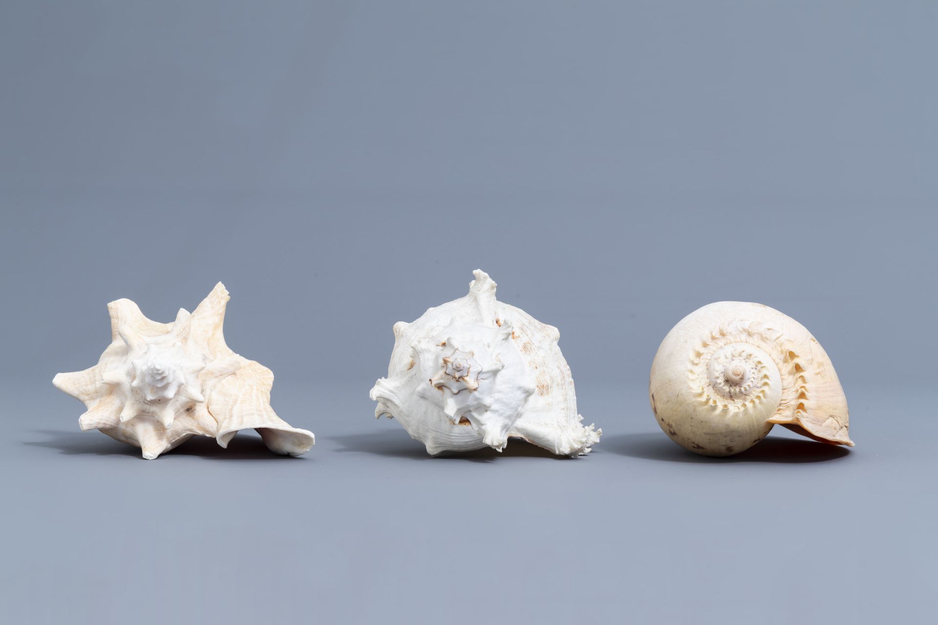 A beautiful collection of shells and sea finds, various origins - Image 24 of 41