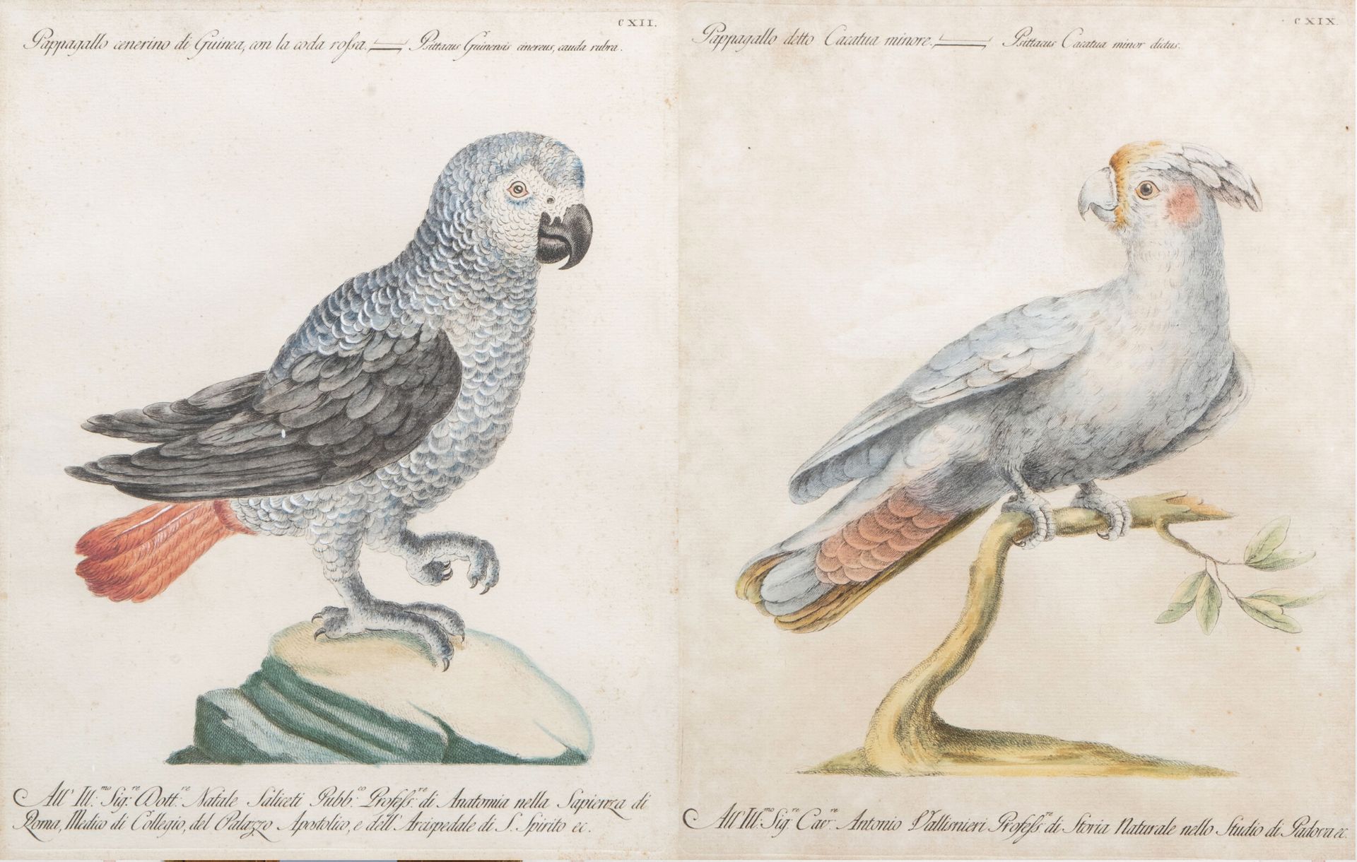 Xaverio Manetti (1723-1785): Two parrots, hand-coloured engravings, 18th C.