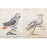 Xaverio Manetti (1723-1785): Two parrots, hand-coloured engravings, 18th C.