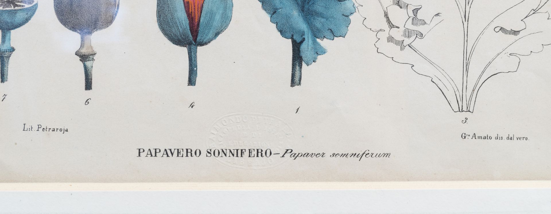 Raimondo Petraroja (19th C.): An interesting series of ten botanical hand-coloured lithographs - Image 21 of 34