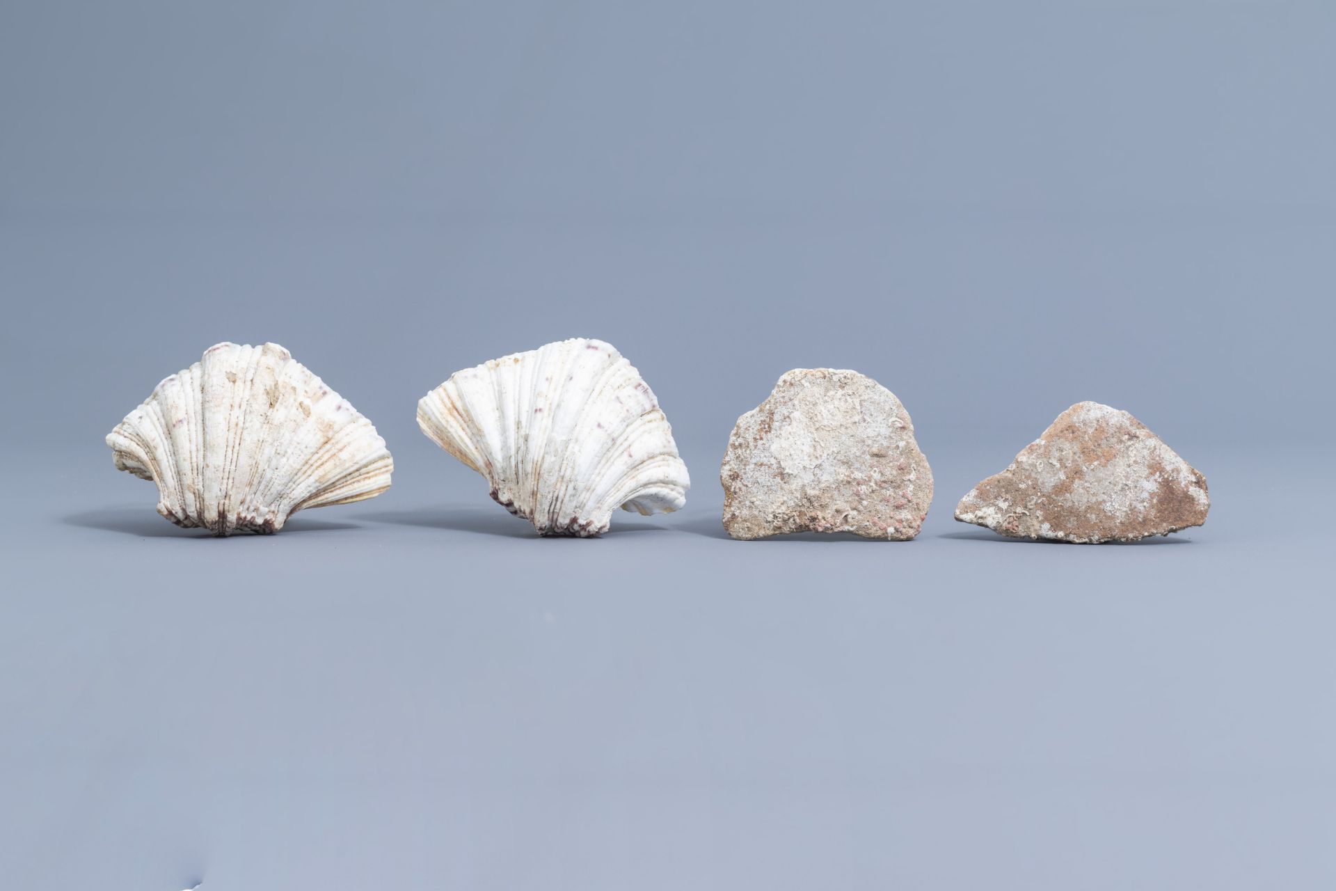 A beautiful collection of shells and sea finds, various origins - Image 6 of 41