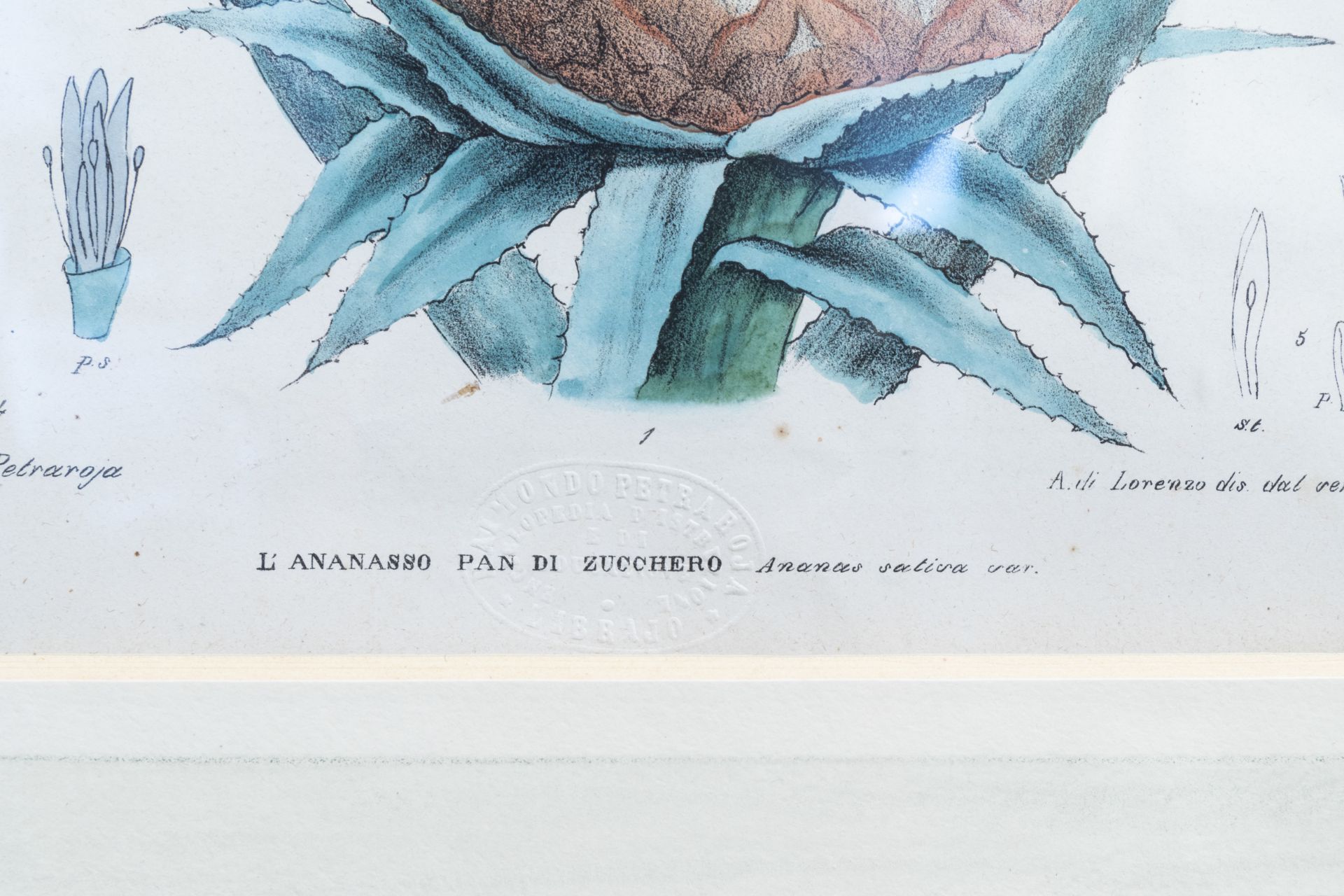 Raimondo Petraroja (19th C.): An interesting series of ten botanical hand-coloured lithographs - Image 20 of 34