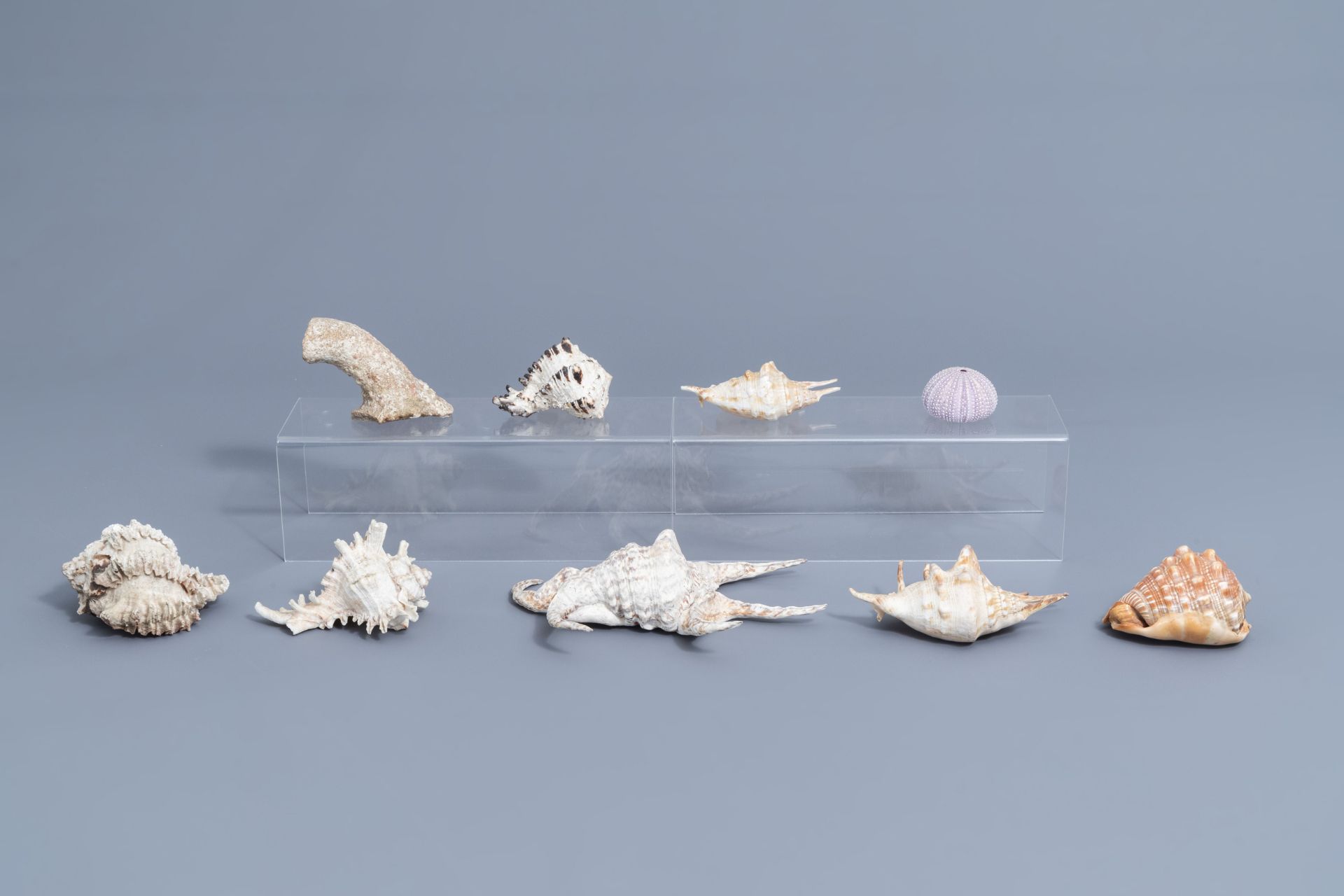 A beautiful collection of shells and sea finds, various origins - Image 30 of 41