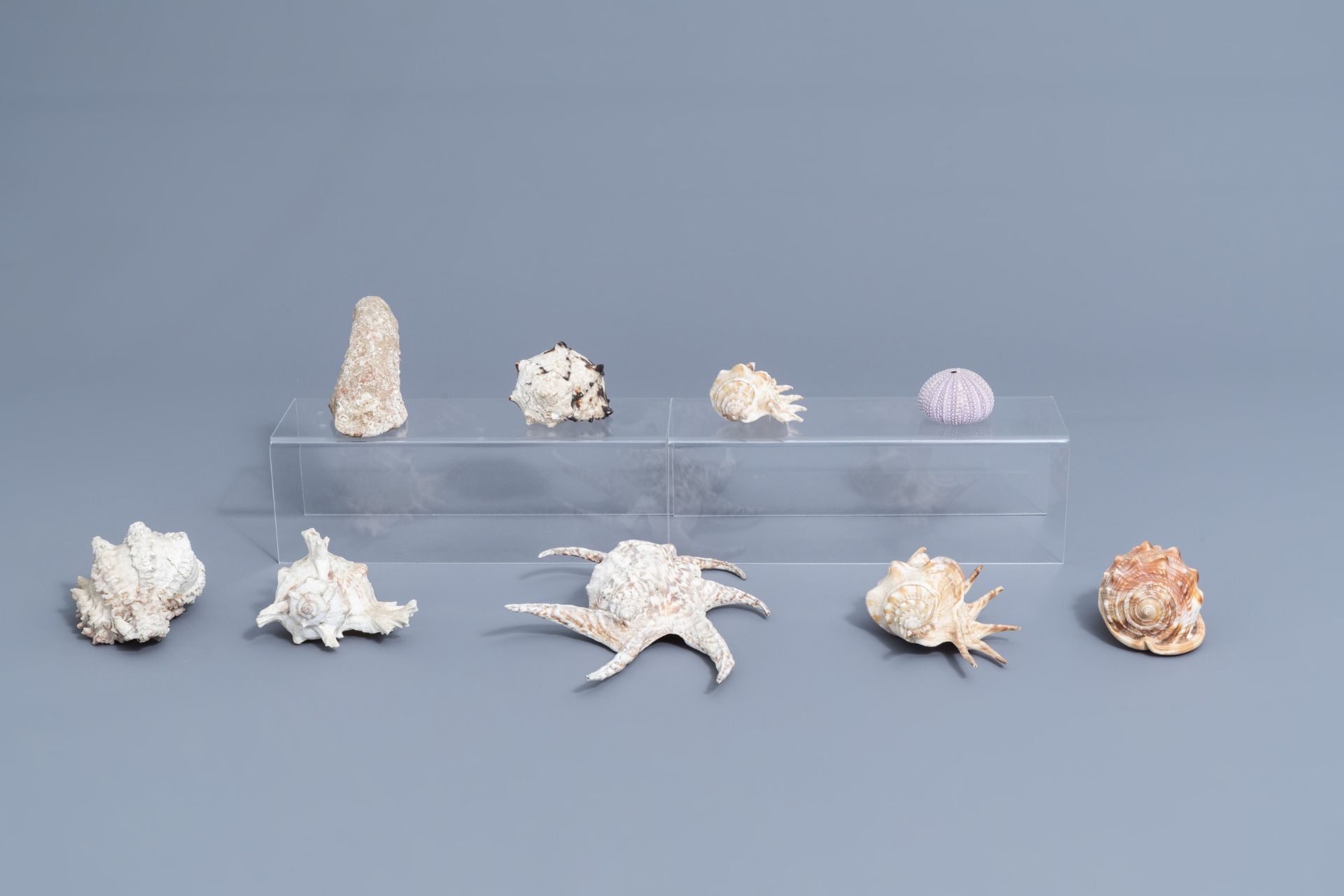 A beautiful collection of shells and sea finds, various origins - Image 29 of 41