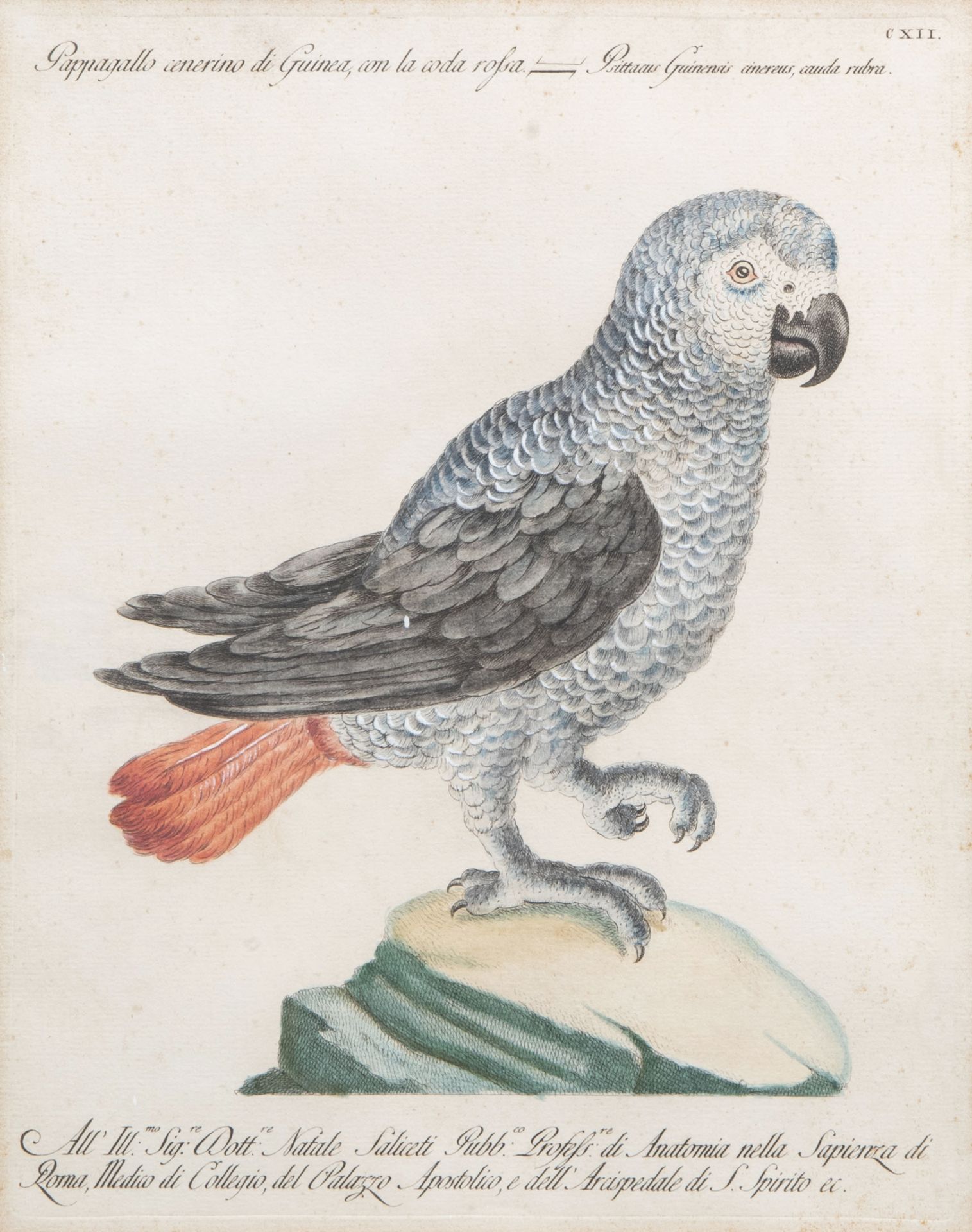 Xaverio Manetti (1723-1785): Two parrots, hand-coloured engravings, 18th C. - Image 3 of 10