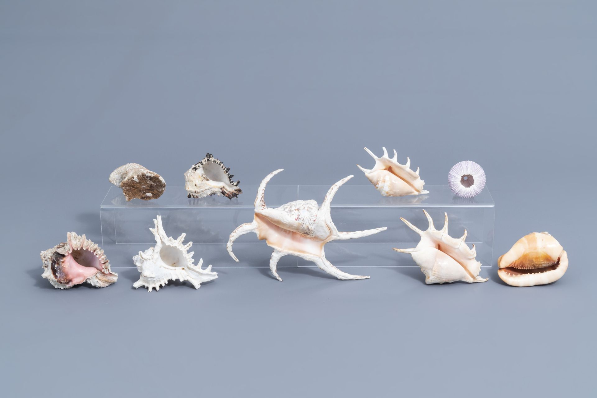 A beautiful collection of shells and sea finds, various origins - Image 33 of 41