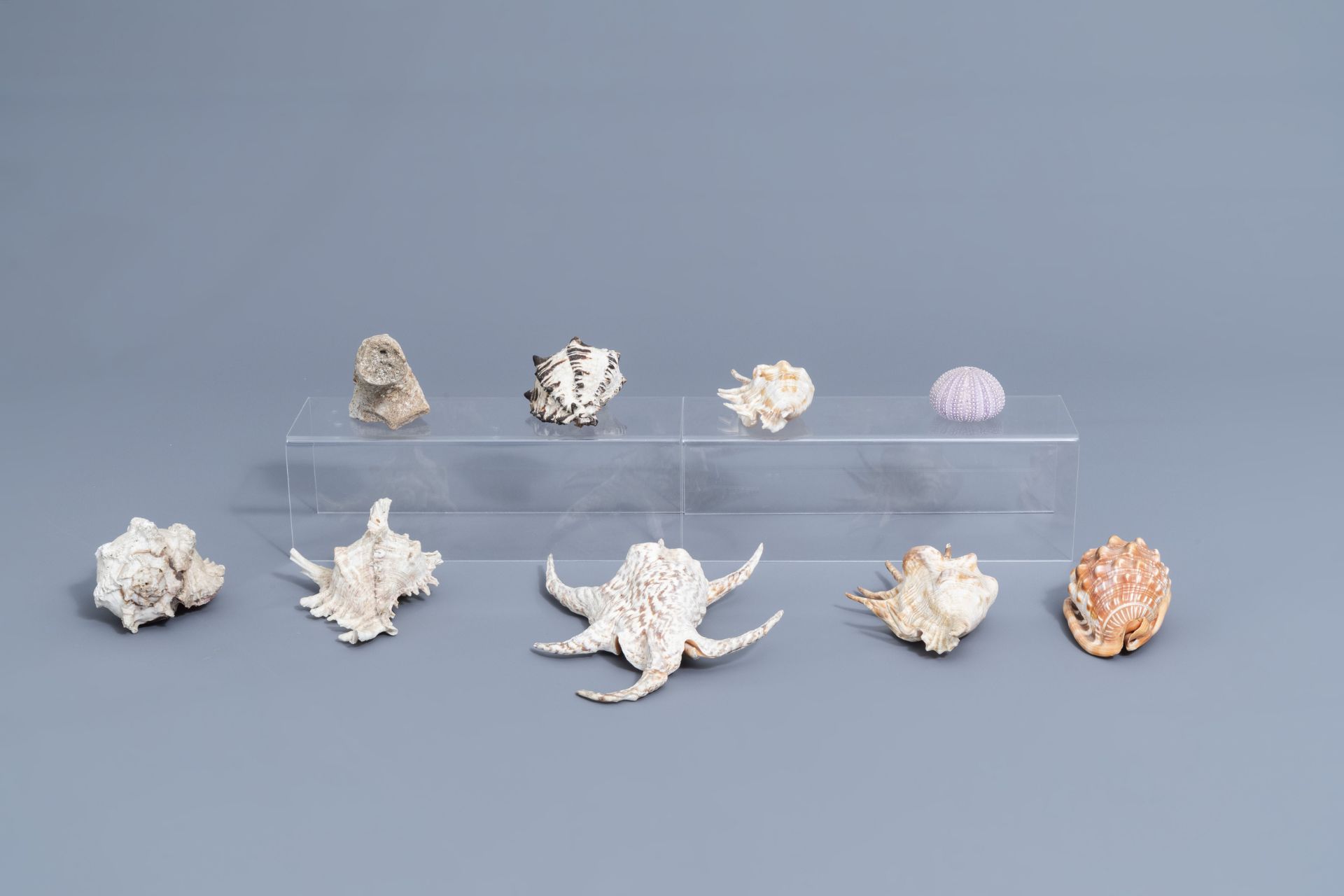 A beautiful collection of shells and sea finds, various origins - Image 31 of 41