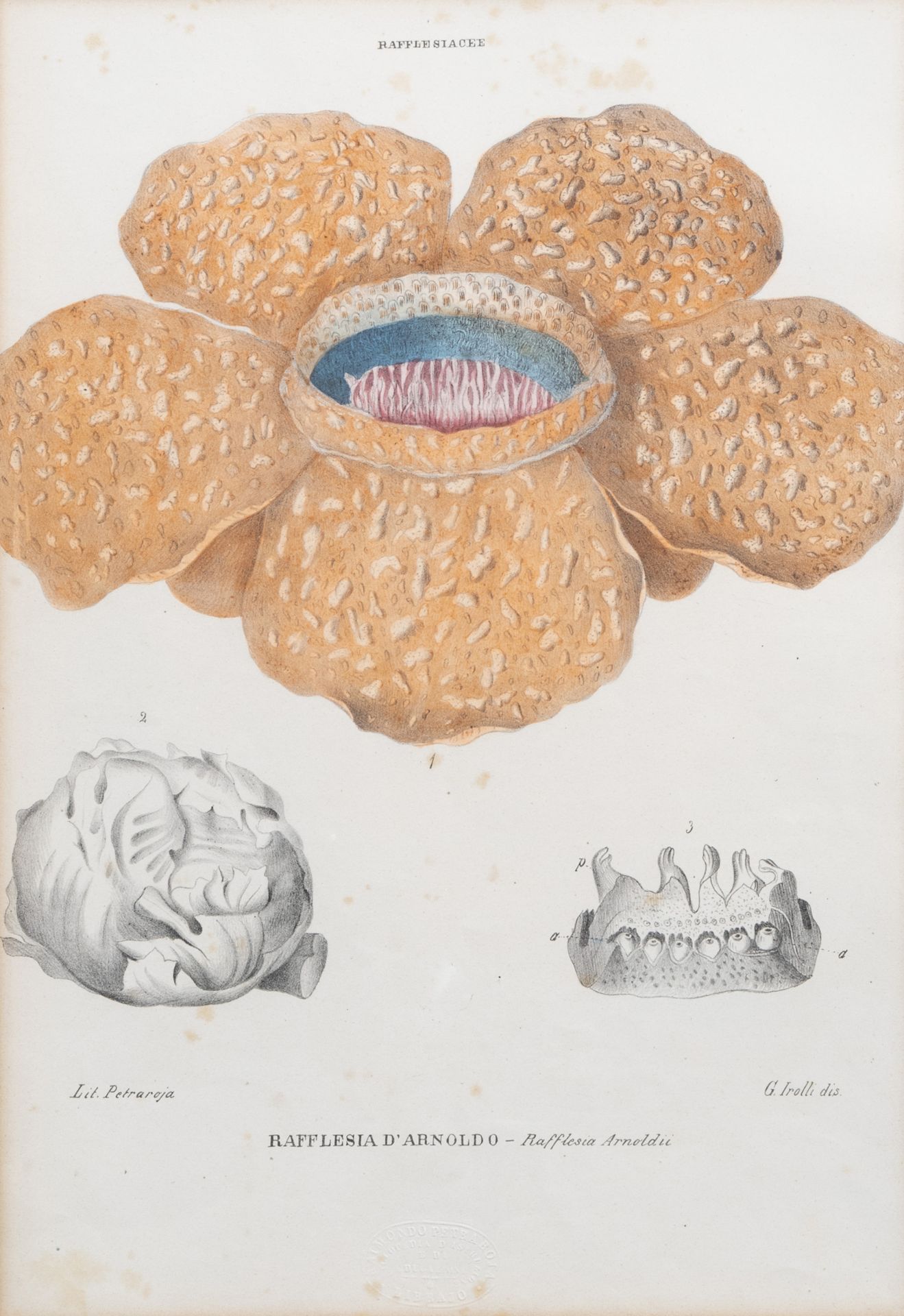 Raimondo Petraroja (19th C.): An interesting series of ten botanical hand-coloured lithographs - Image 11 of 34