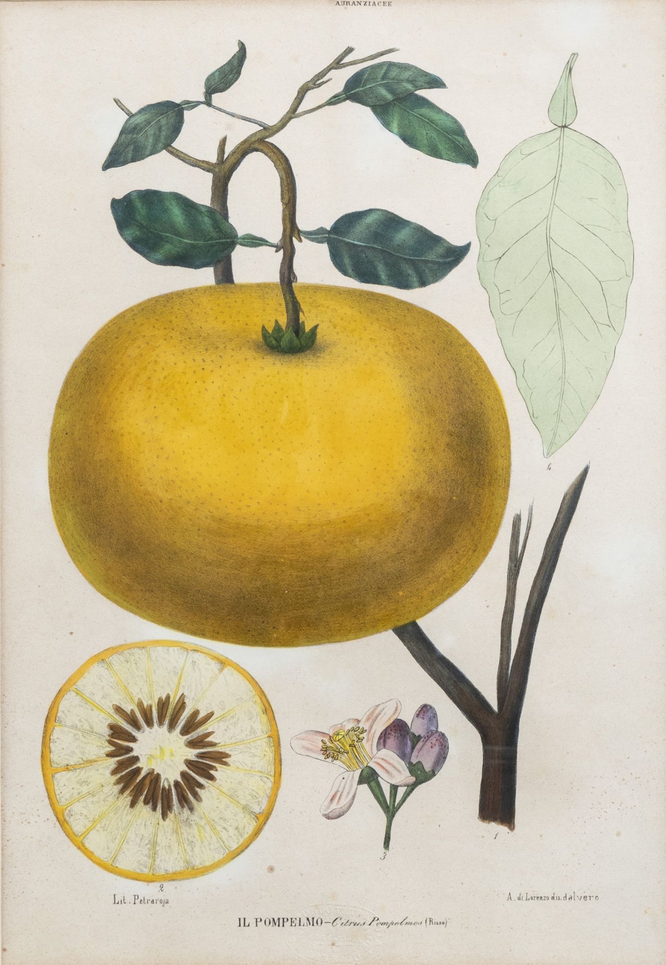 Raimondo Petraroja (19th C.): An interesting series of ten botanical hand-coloured lithographs - Image 12 of 34