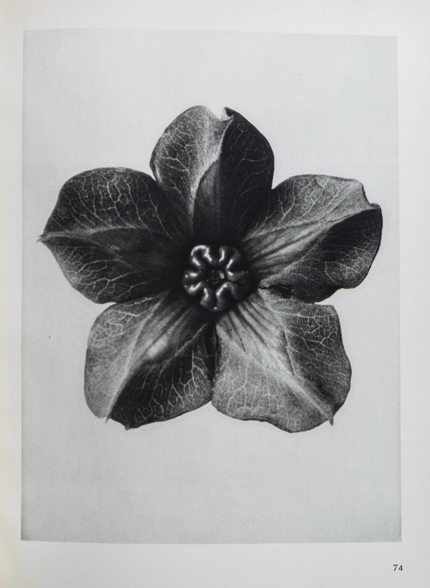 Karl Blossfeldt: 'Urformen der Kunst. Photographische Pflanzenbilder', Berlin, [1928] - Bild 11 aus 12