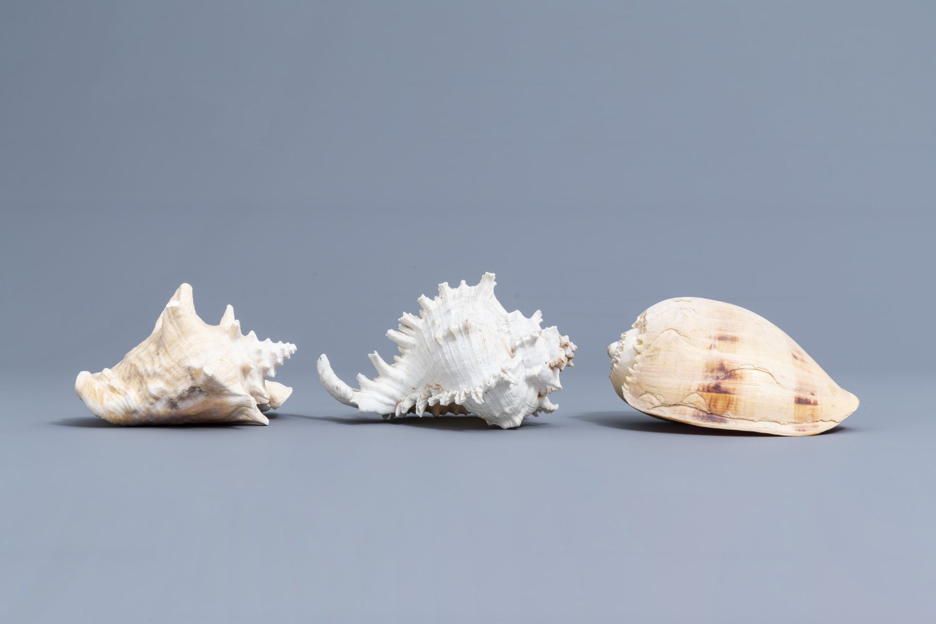 A beautiful collection of shells and sea finds, various origins - Image 22 of 41