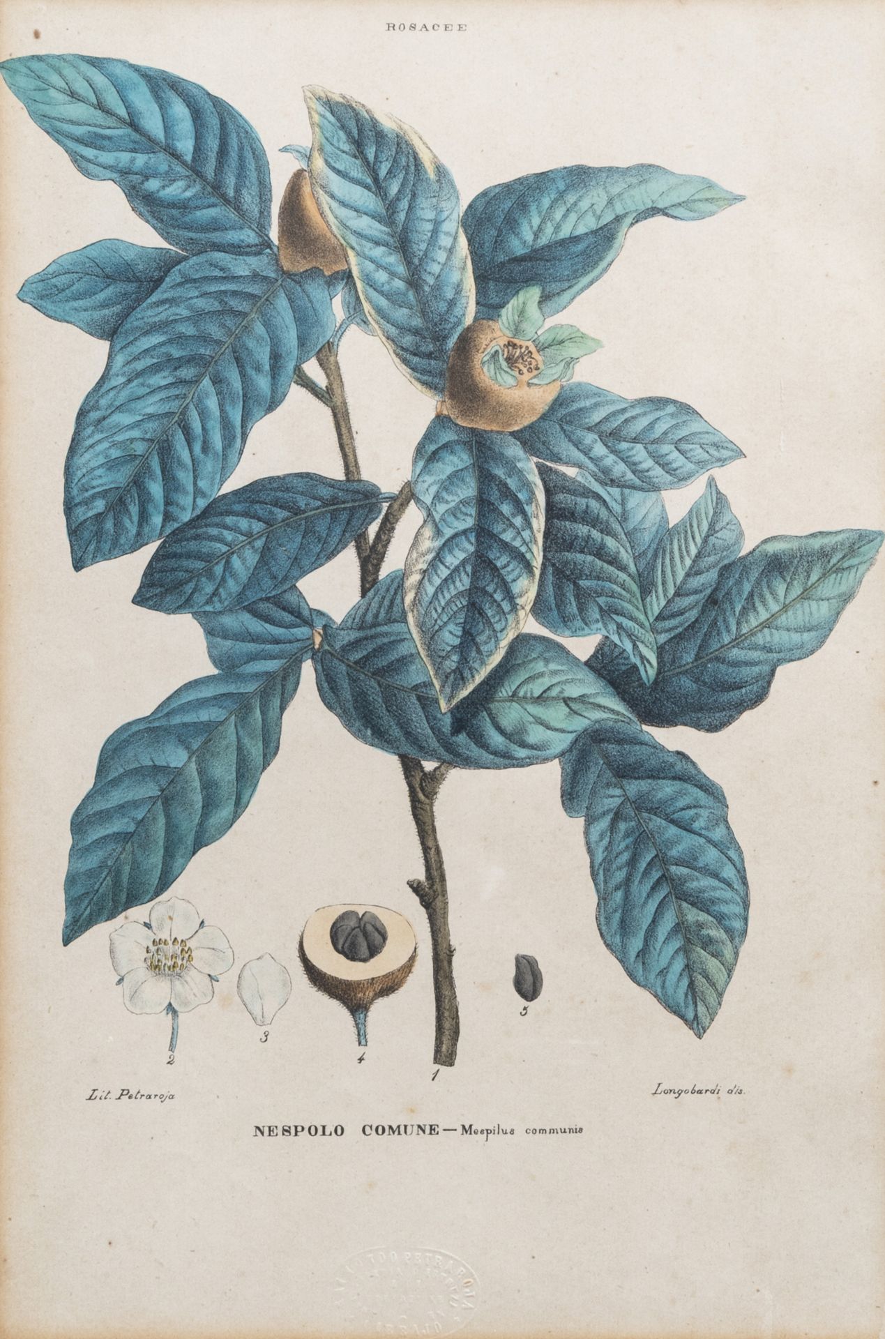 Raimondo Petraroja (19th C.): An interesting series of ten botanical hand-coloured lithographs - Image 8 of 34