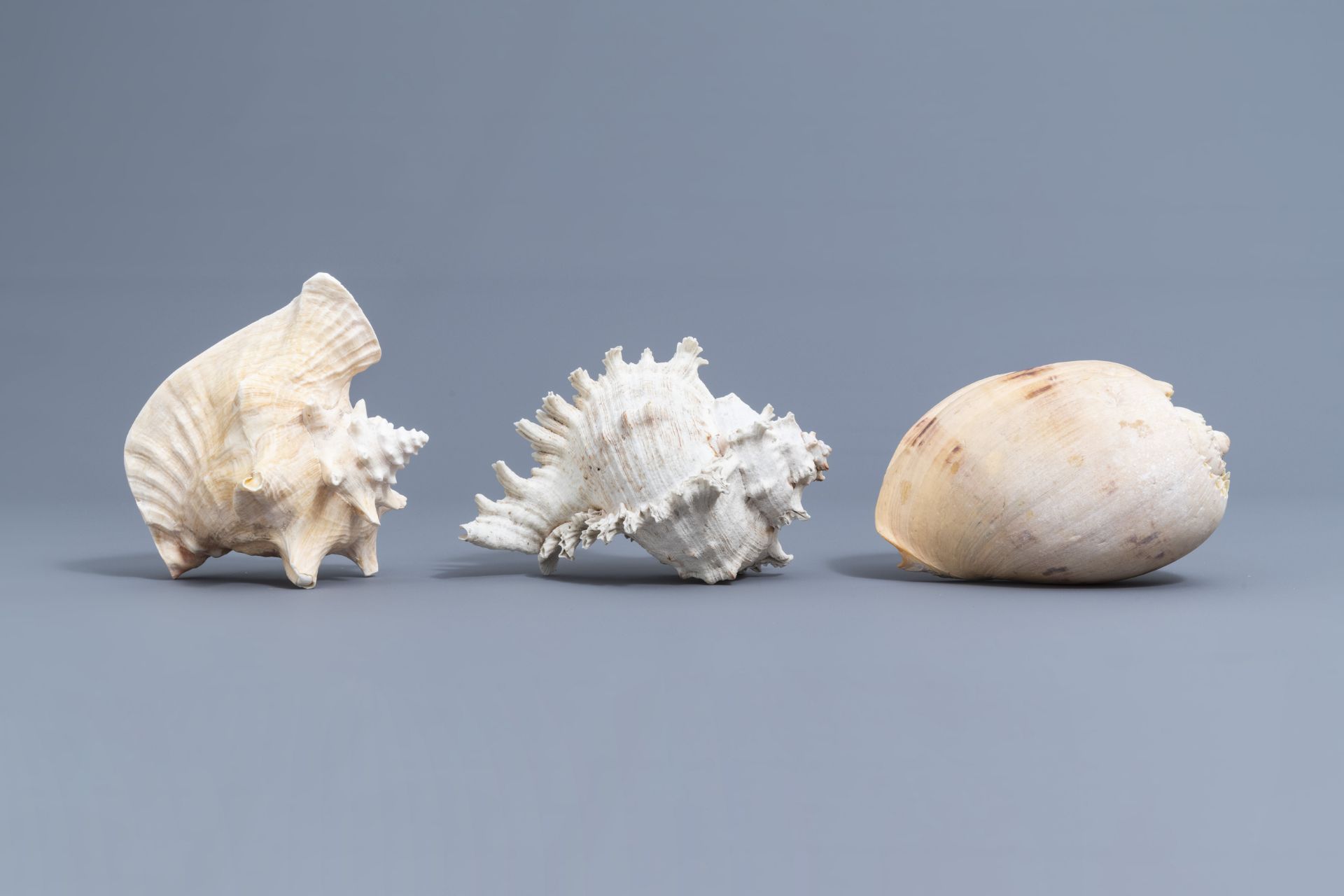 A beautiful collection of shells and sea finds, various origins - Image 27 of 41