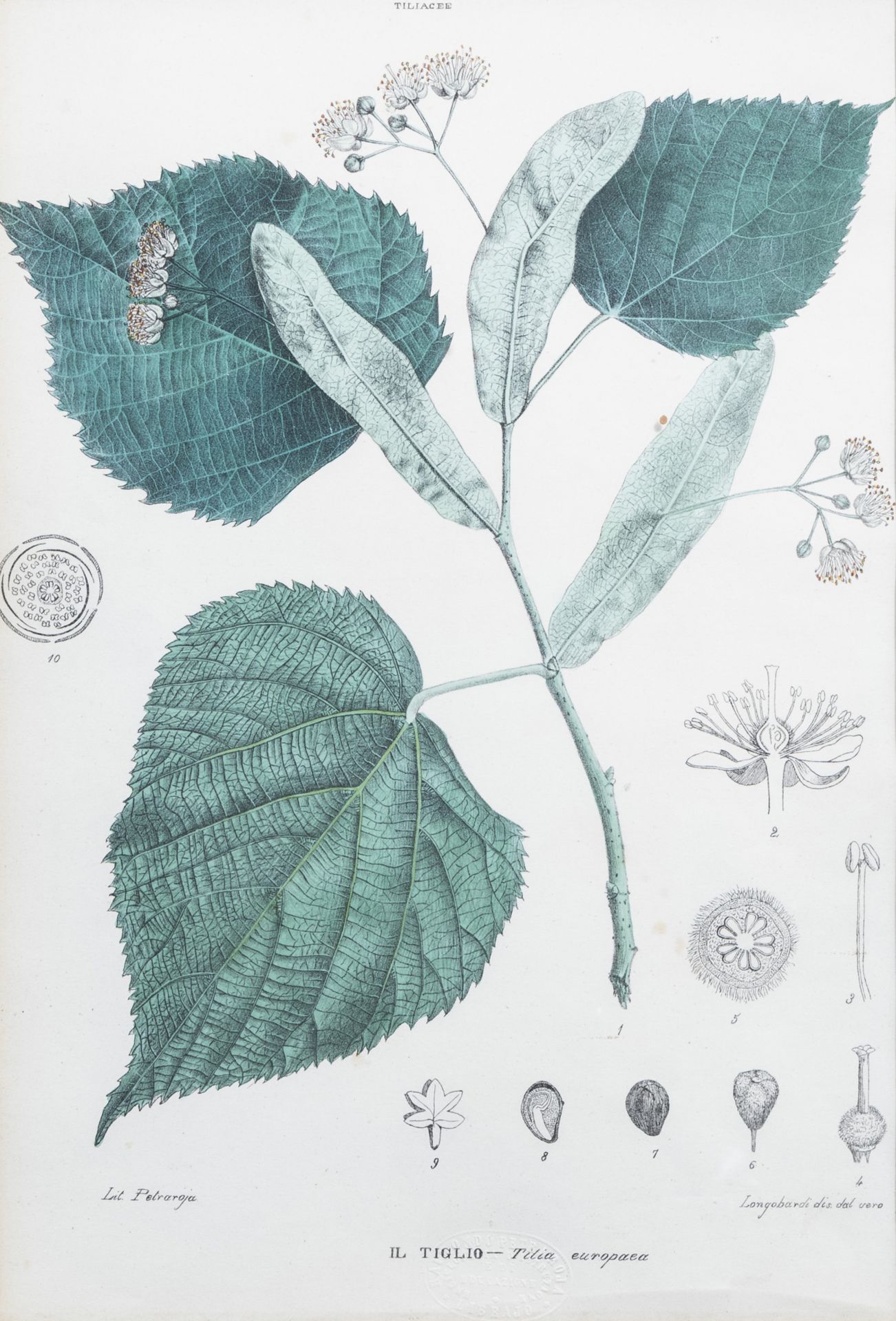 Raimondo Petraroja (19th C.): An interesting series of ten botanical hand-coloured lithographs - Image 10 of 34